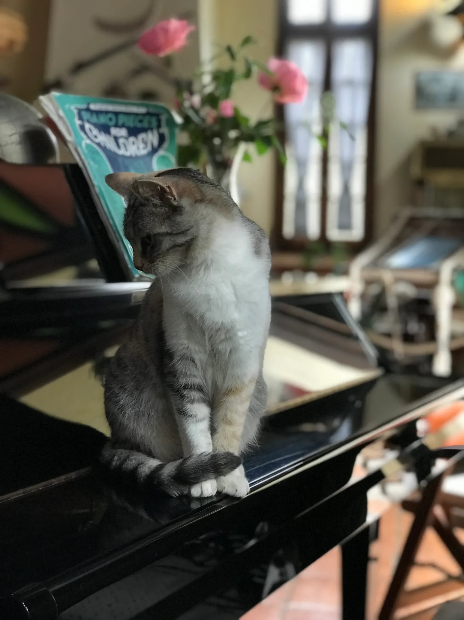 pet-friendly1