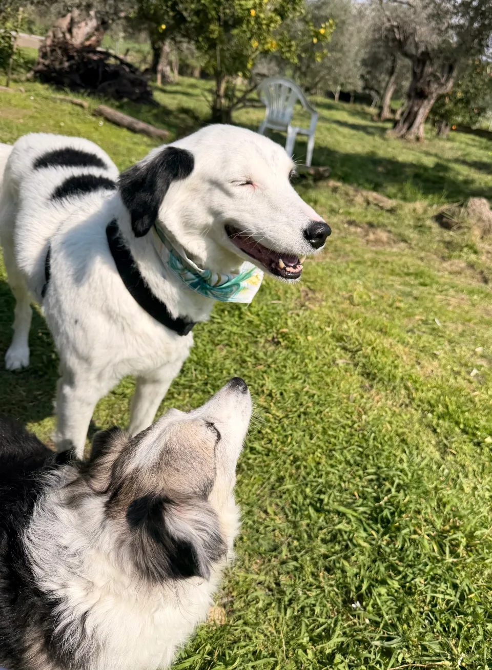 pet-friendly2